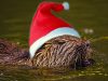 Beaver with Christmas hat.