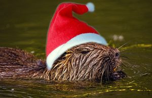 Beaver with Christmas hat.