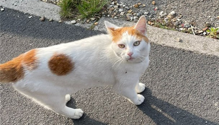 Percy, the Cecil Road bus stop cat in Kingswood, Bristol.
