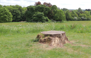 Bristol calls to protect trees from effects of ash dieback disease